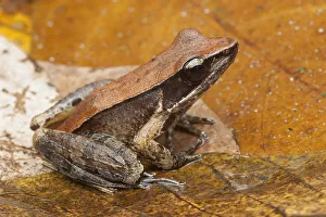 Ranidae Prints: Bronzed frog / Common Wood Frog (Hylarana temporalis) Sri Lanka