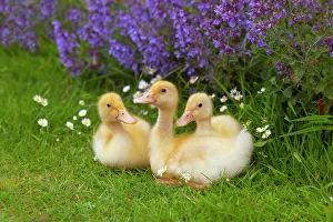 Images Dated 3rd July 2014: A brood of domestic ducklings at a week old. UK, June