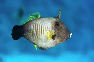 Red Sea Prints: Broom filefish (Amanses scopas) portrait, Giftun Island, Hurghada, Egypt, Red Sea