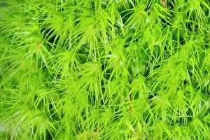 Bryophyta Prints: Broom fork-moss (Dicranum scoparium)