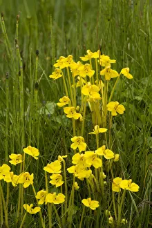 Orobanchaceae Prints: Broomrape (Pedicularis longiflora) in wet meadow amongst Horsetail (Equisetum sp)