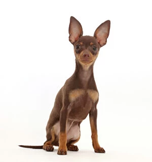 Animal Ears Gallery: Brown-and-tan Miniature Pinscher puppy, with ears up