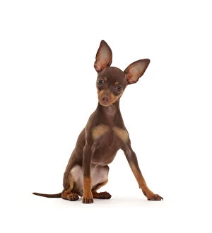 Mark Taylor Gallery: Brown-and-tan Miniature Pinscher puppy, with ears up