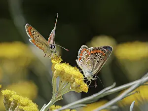 Umbria Prints: Two Brown argus butterflies (Aricia agestis) nectaring on flower