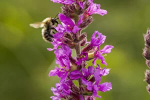 Apidae Collection: Brown banded carder bee (Bombus humilis) pollinating Rosebay Willowherb (Chamerion