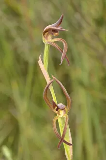 Brown beaks orchid (Lyperanthus suaveolens). Tasmania, Australia. November