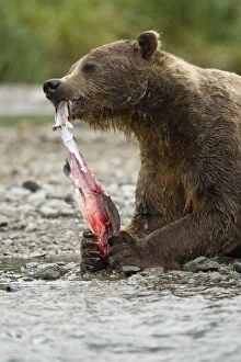 Brown bear / Coastal Grizzly Bear, (Ursus arctos) feeding on Pink Salmon, during the