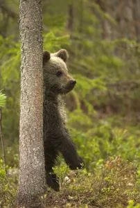 Brown Bear Cub (Ursus arctos) standing behind tree. Finland, Europe, June