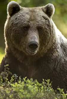 Danny Green Collection: Brown Bear (Ursus arctos) adult portait, Finland, June