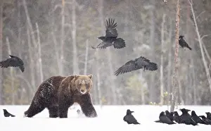 Ursidae Prints: Brown bear (Ursus arctos) approaching a flock of Ravens (Corvus corax) in the snow in woodland