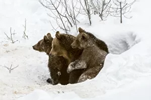 Brown bear (Ursus arctos arctos) female and two cubs, aged 1 year, emerging from den in winter