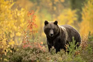 Danny Green Gallery: Brown bear (Ursus arctos) in autumnal forest, Finland, September