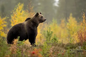 2018 September Highlights Collection: Brown bear (Ursus arctos) in autumnal forest, Finland, September