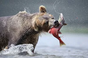 Brown bear (Ursus arctos) catching salmon in river, Kamchatka, Far east Russia, August