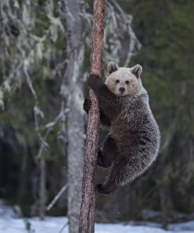2020 Christmas Highlights Gallery: Brown bear (Ursus arctos), climbing tree in snow, Finland, May