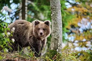 Brown Prints: Brown bear (Ursus arctos) cub, aged 10 months