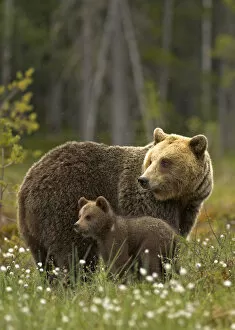 Brown Bear (Ursus arctos) and cub. Finland, Europe, June