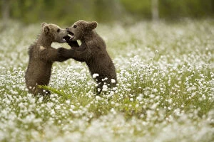 Brown Bear (Ursus arctos) cubs play fighting amongst cotton grass, Finland, June