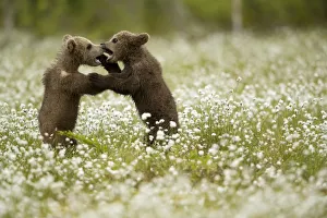 Siblings Prints: Brown Bear (Ursus arctos) cubs play fighting amongst cotton grass, Finland, June
