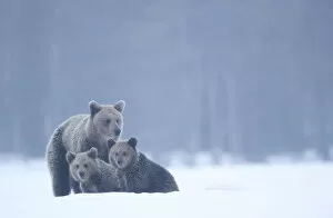 Brown bear (Ursus arctos) and cubs in the snow, Finland, April