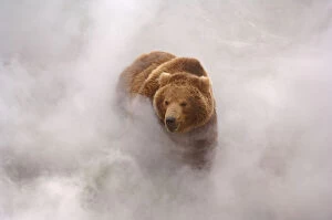 The Magic Moment Collection: Brown bear {Ursus arctos} enjoys hot steam from a geyser in Valley of the Geysers