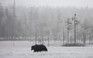 Brown bear (Ursus arctos) at its fattest prior to hibernation, walking across snowy landscape, Finland. October