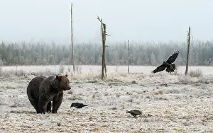 Cold Weather Prints: Brown bear (Ursus arctos) at its fattest prior to hibernation