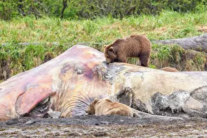 Ursidae Prints: Brown bear (Ursus arctos) feeding on whale carcass
