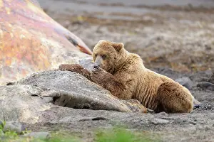 Ursidae Prints: Brown bear (Ursus arctos) feeding on whale carcass on beach