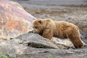 Ursidae Prints: Brown bear (Ursus arctos) feeding on whale carcass on beach