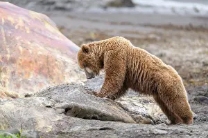 Ursidae Prints: Brown bear (Ursus arctos) feeding on whale carcass on beach