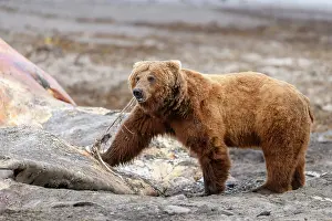 Ursidae Prints: Brown bear (Ursus arctos) feeding on whale carcass on beach