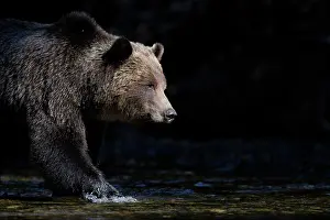 Head And Shoulder Prints: Brown bear (Ursus arctos) female