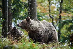 Ursus Prints: Brown bear (Ursus arctos) female