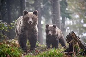 Walking Prints: Brown bear (Ursus arctos) female