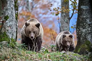Walking Prints: Brown bear (Ursus arctos) female