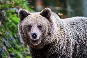 Ursus Prints: Brown bear (Ursus arctos) female