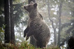 Brown bear (Ursus arctos) female, aged 7 years, standing alert on hind legs in the rain, Crna Gora private forest, Croatia. October