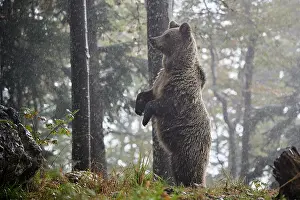 Brown bear (Ursus arctos) female, aged 7 years, standing alert on hind legs in the rain, Crna Gora private forest, Croatia. October
