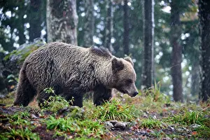 Brown bear (Ursus arctos) female, aged 7 years, walking in the forest, Crna Gora private forest, Croatia. October