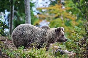 Croatia Prints: Brown bear (Ursus arctos) female