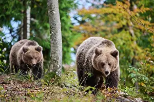 Croatia Prints: Brown bear (Ursus arctos) female