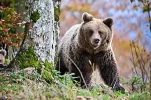 Croatia Prints: Brown bear (Ursus arctos) female