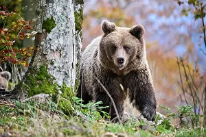 Croatia Prints: Brown bear (Ursus arctos) female