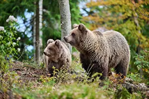 Croatia Prints: Brown bear (Ursus arctos) female