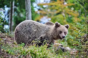 Croatia Prints: Brown bear (Ursus arctos) female