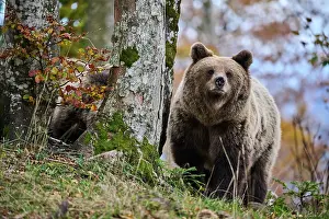 Croatia Prints: Brown bear (Ursus arctos) female