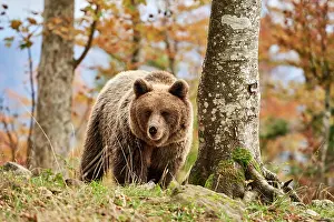 Croatia Prints: Brown bear (Ursus arctos) female