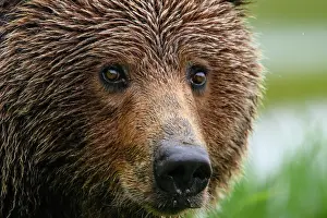Ursidae Prints: Brown bear (Ursus arctos) female, head portrait, Katmai National Park, Alaska, USA. June