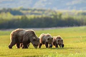 Meadow Prints: Brown bear (Ursus arctos) female with two cubs feeding in sedge meadow